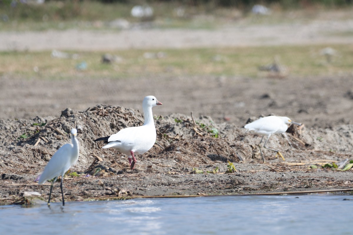 Ross's Goose - ML612366715