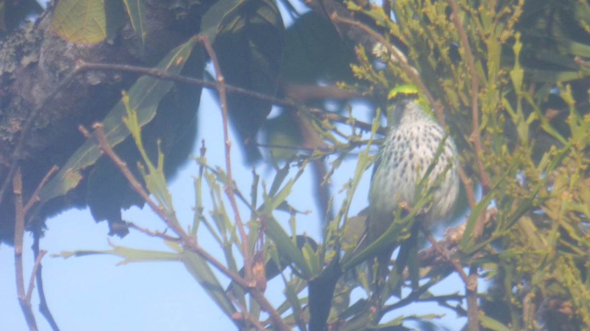 Speckled Tanager - ML612366732