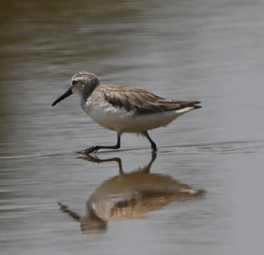 Broad-billed Sandpiper - David Schuemaker