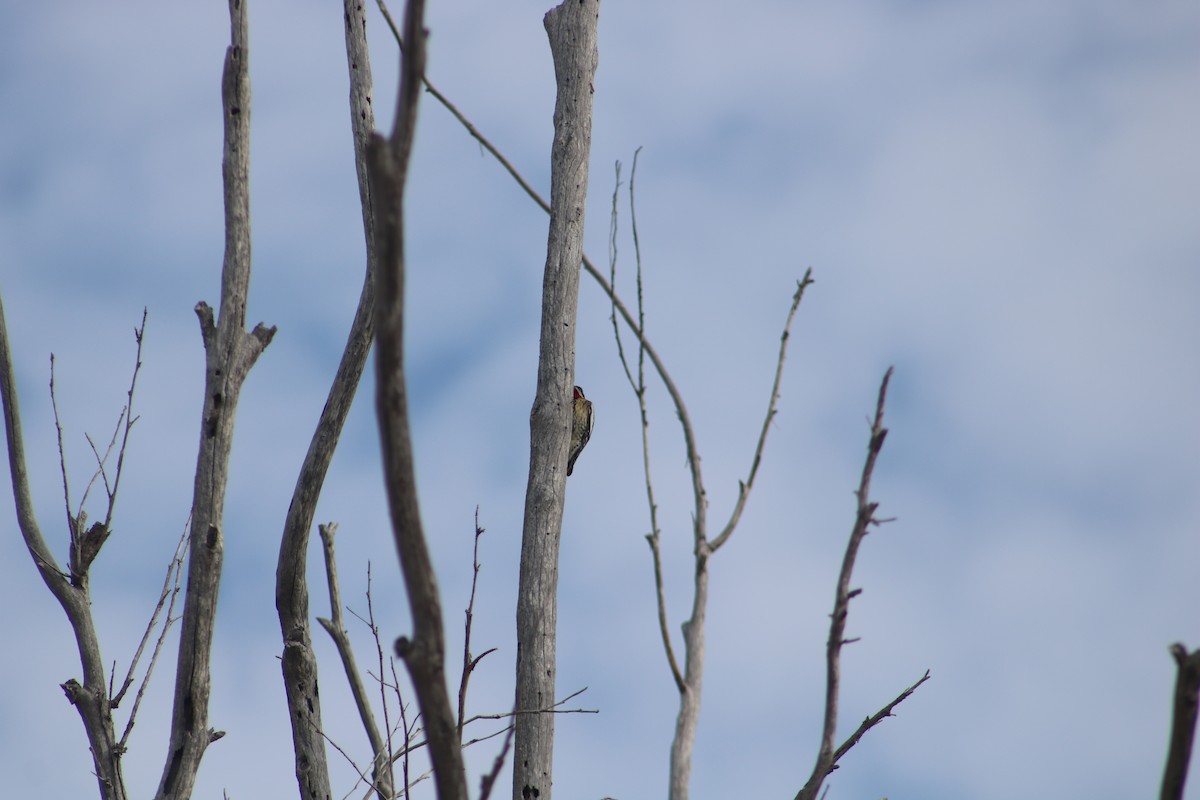 Red-naped Sapsucker - ML612366795