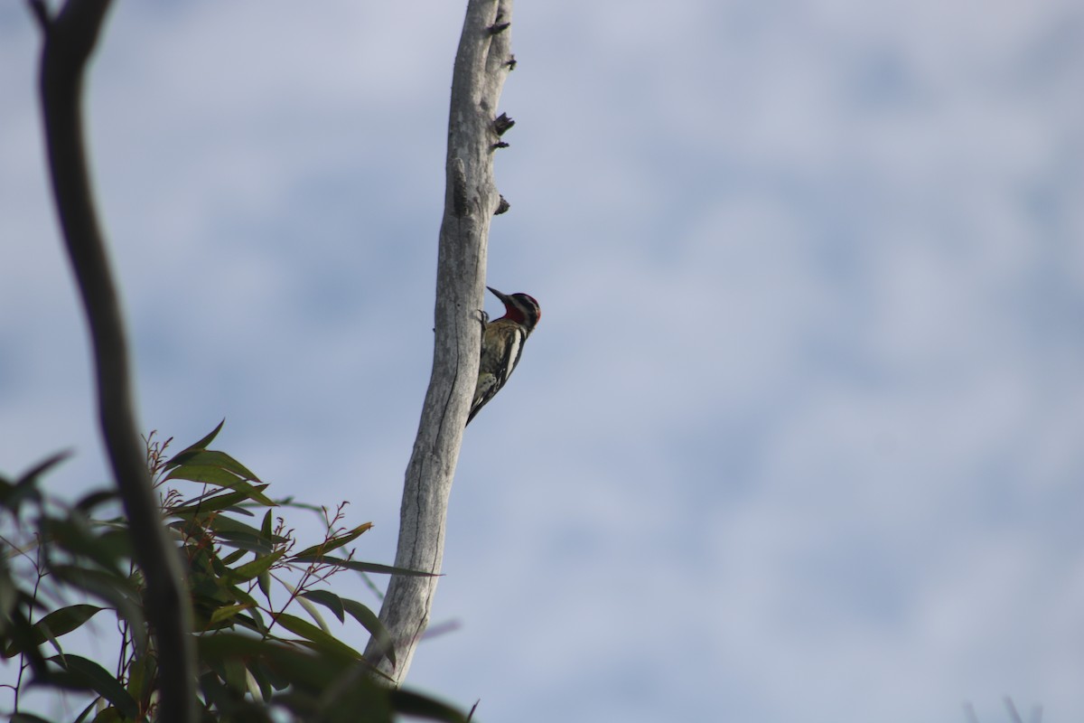Red-naped Sapsucker - ML612366800