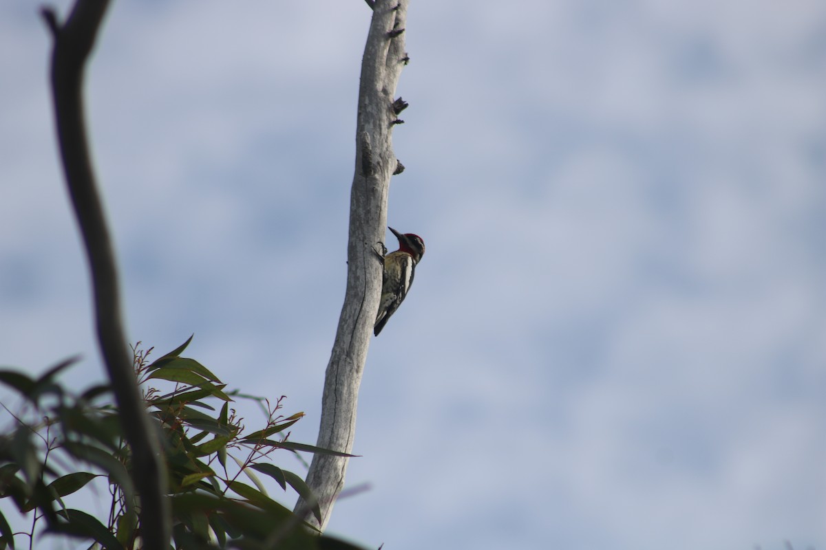 Red-naped Sapsucker - ML612366801