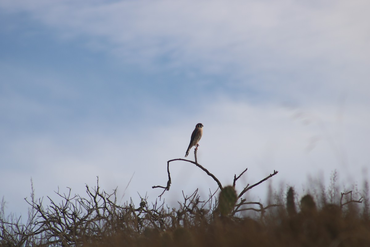 American Kestrel - ML612366833