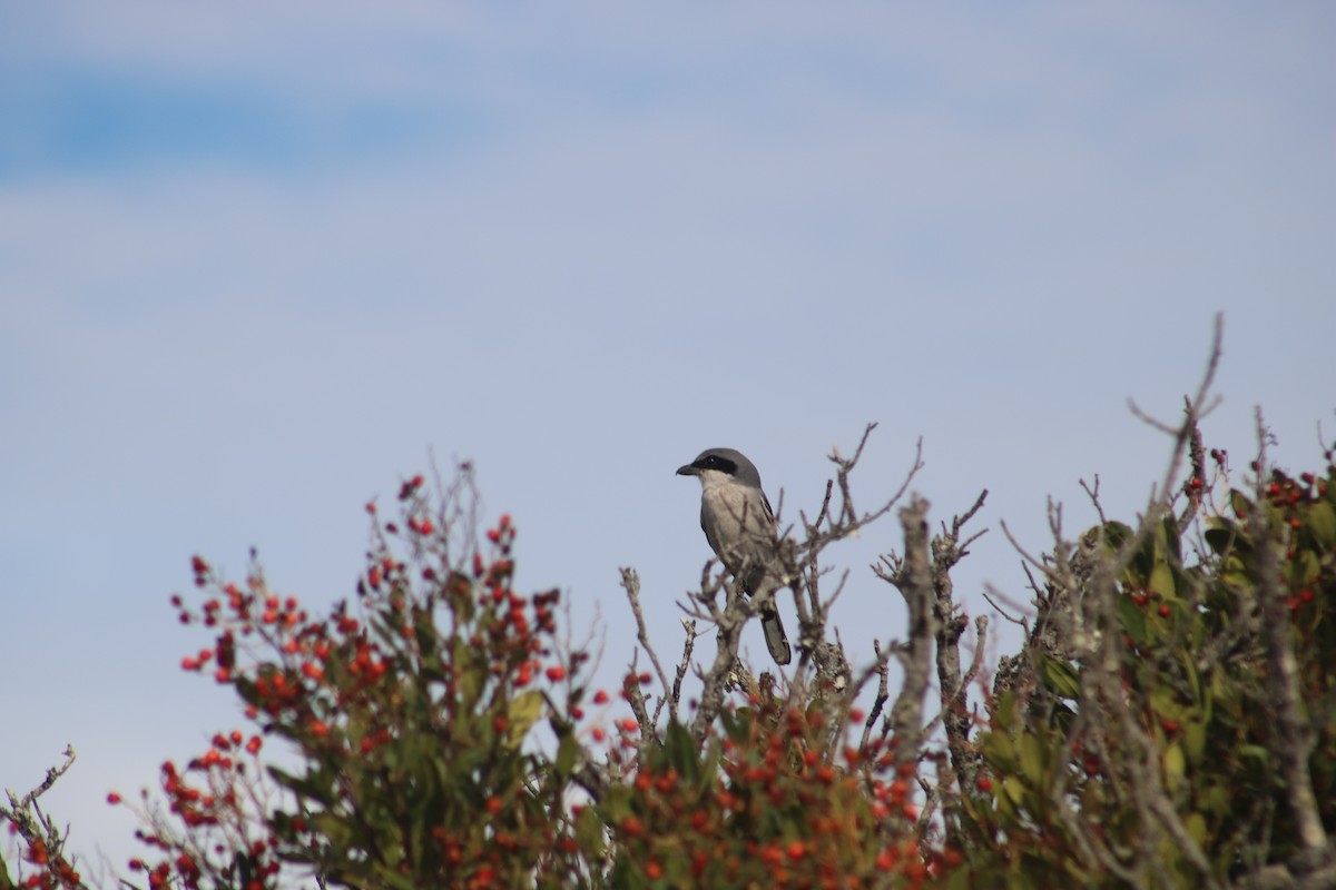 Loggerhead Shrike - ML612366839