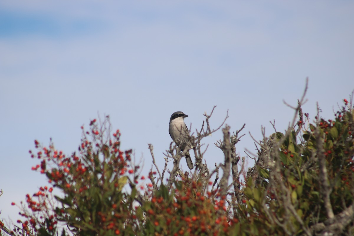 Loggerhead Shrike - ML612366840
