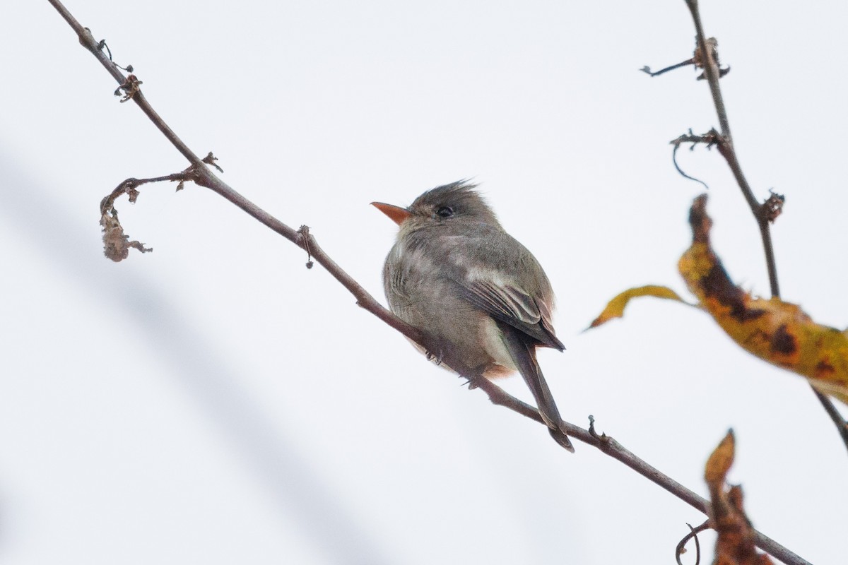 Greater Pewee - John Callender