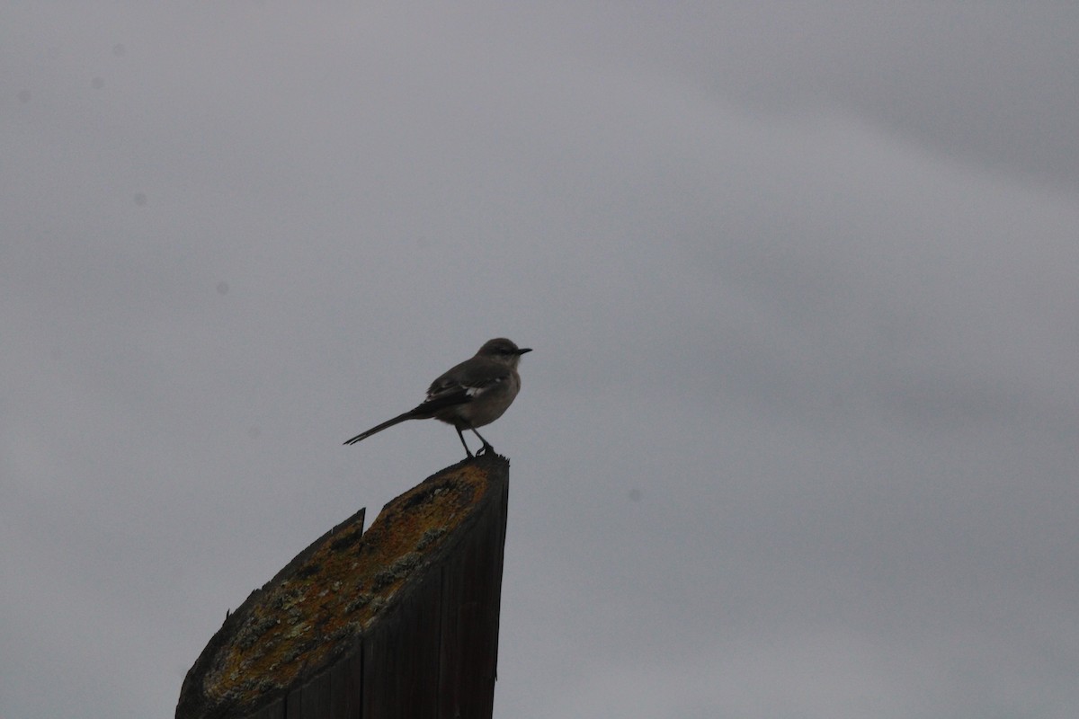 Northern Mockingbird - Rosa McGuire