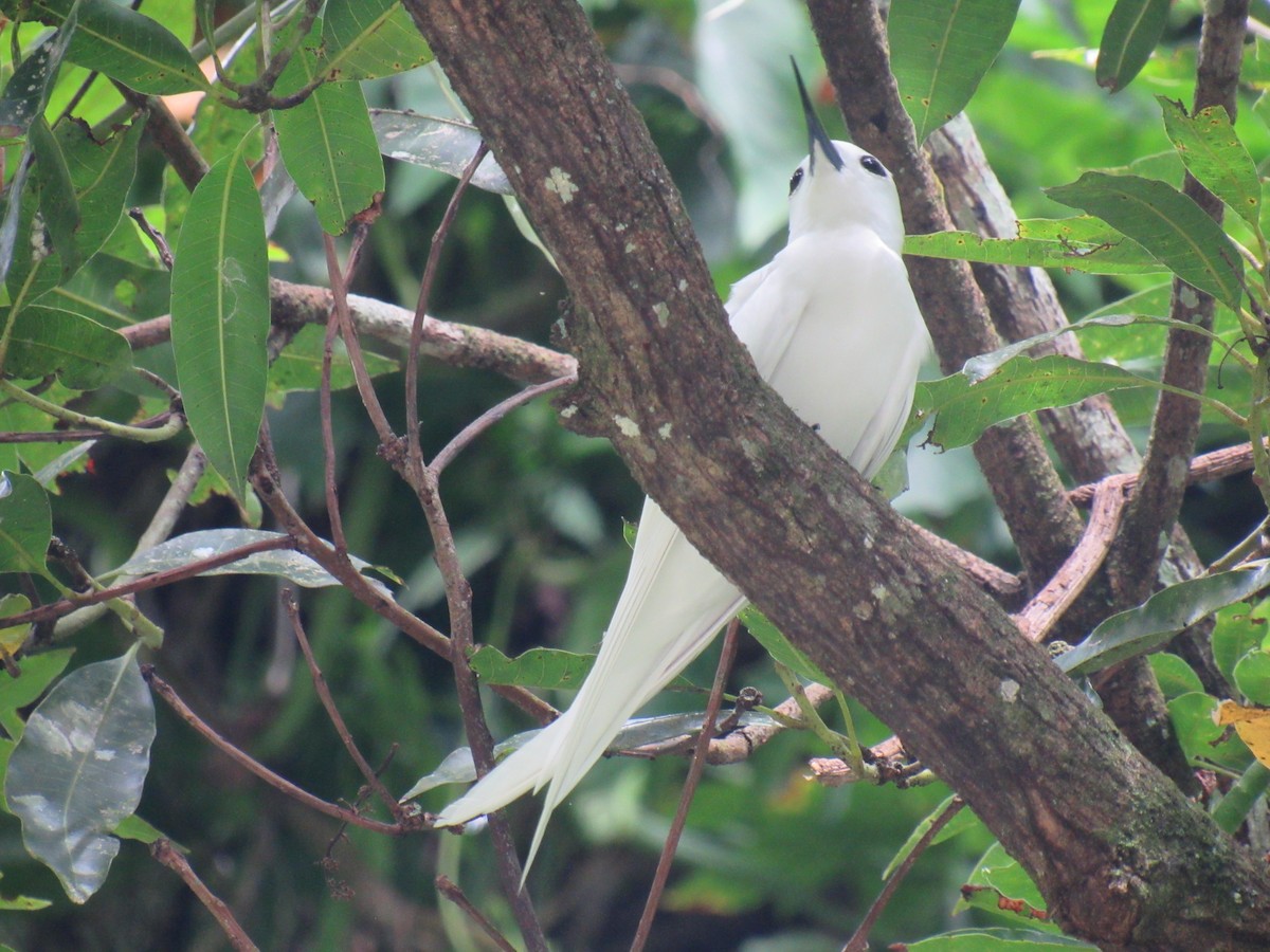 White Tern - ML612367018