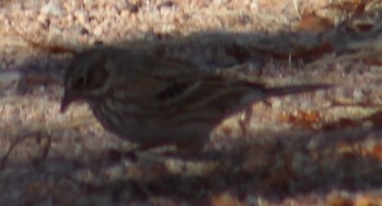 Vesper Sparrow - ML612367051