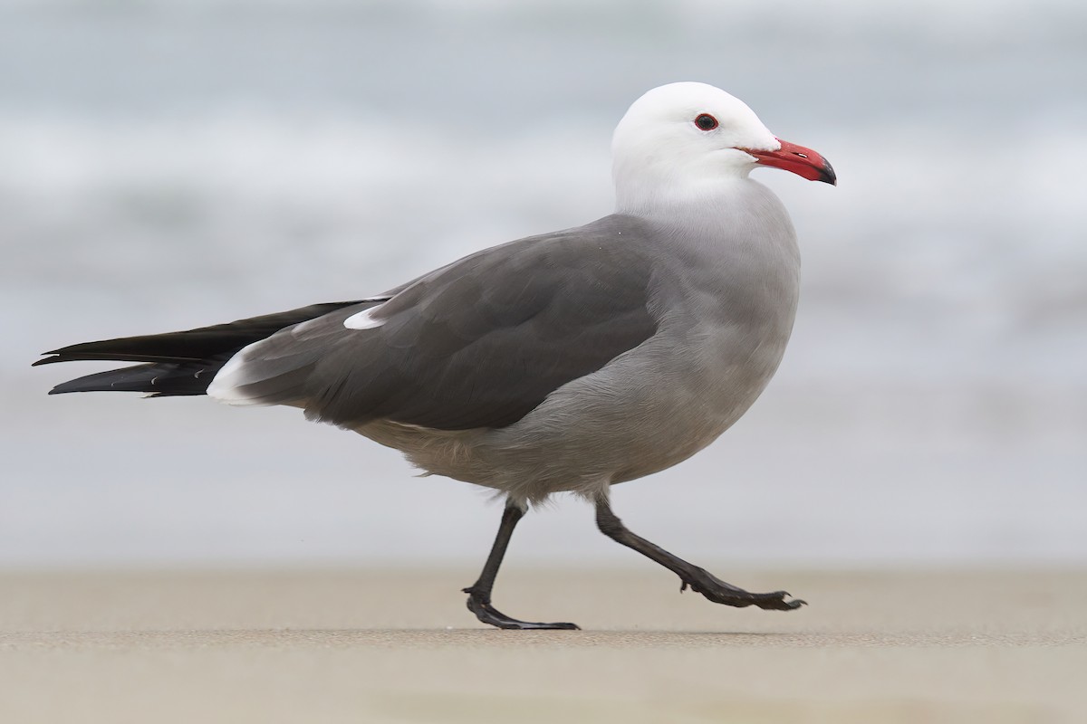 Heermann's Gull - ML612367085