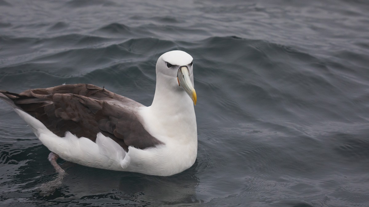 albatros šelfový - ML612367116