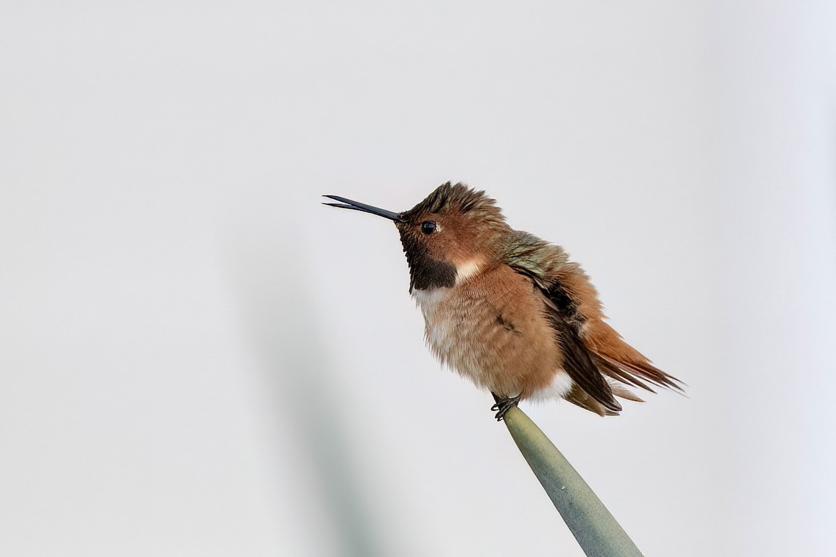 Allen's Hummingbird - ML612367126