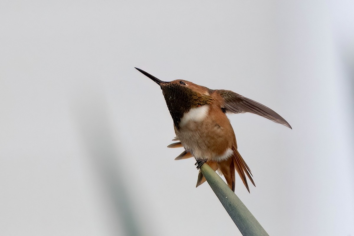 Colibrí de Allen - ML612367127