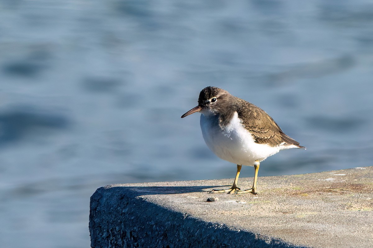 Spotted Sandpiper - ML612367130