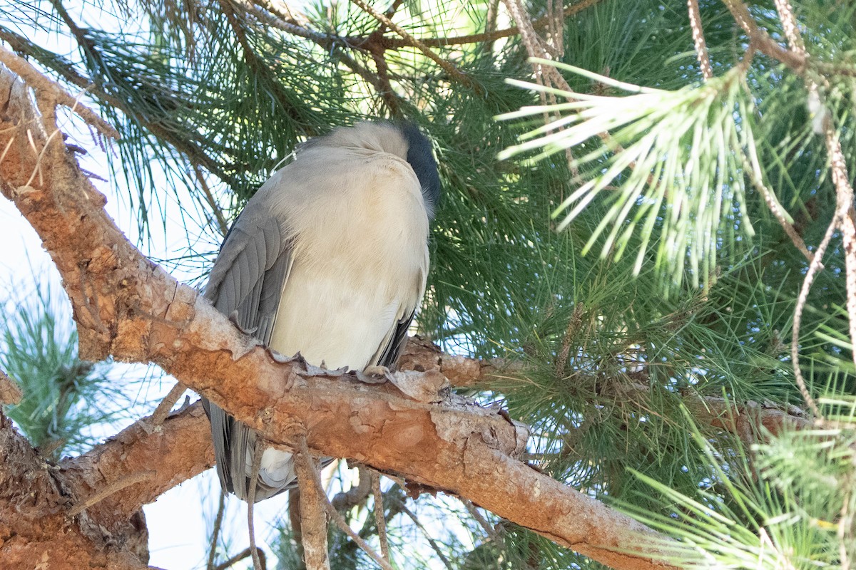 Black-crowned Night Heron - ML612367139