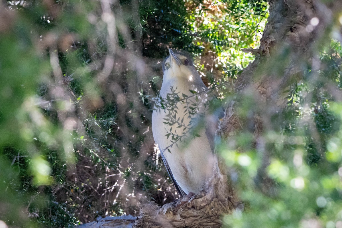 Black-crowned Night Heron - ML612367140