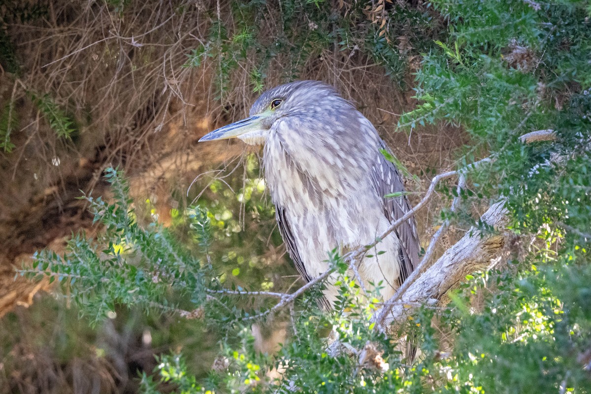 Black-crowned Night Heron - ML612367141