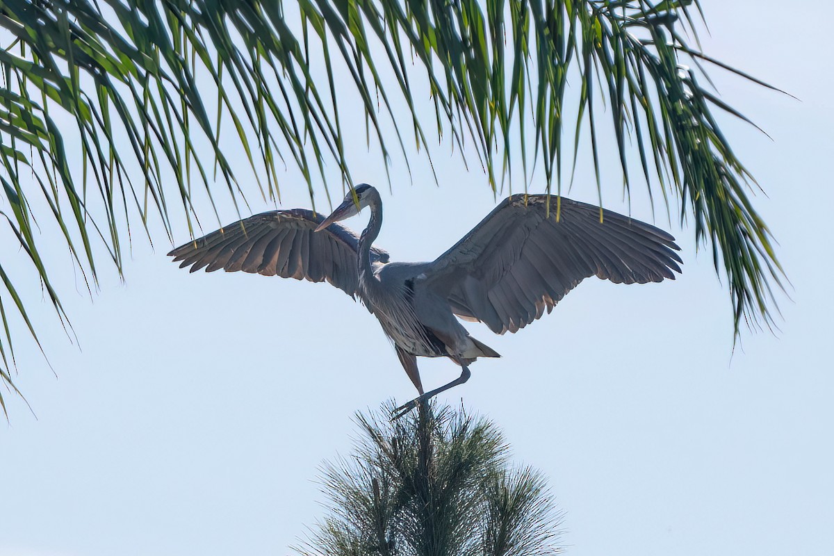 Great Blue Heron - ML612367151