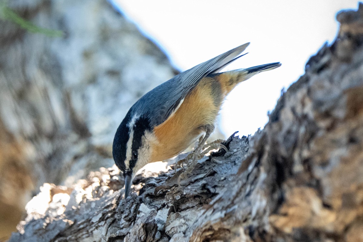 Red-breasted Nuthatch - ML612367154