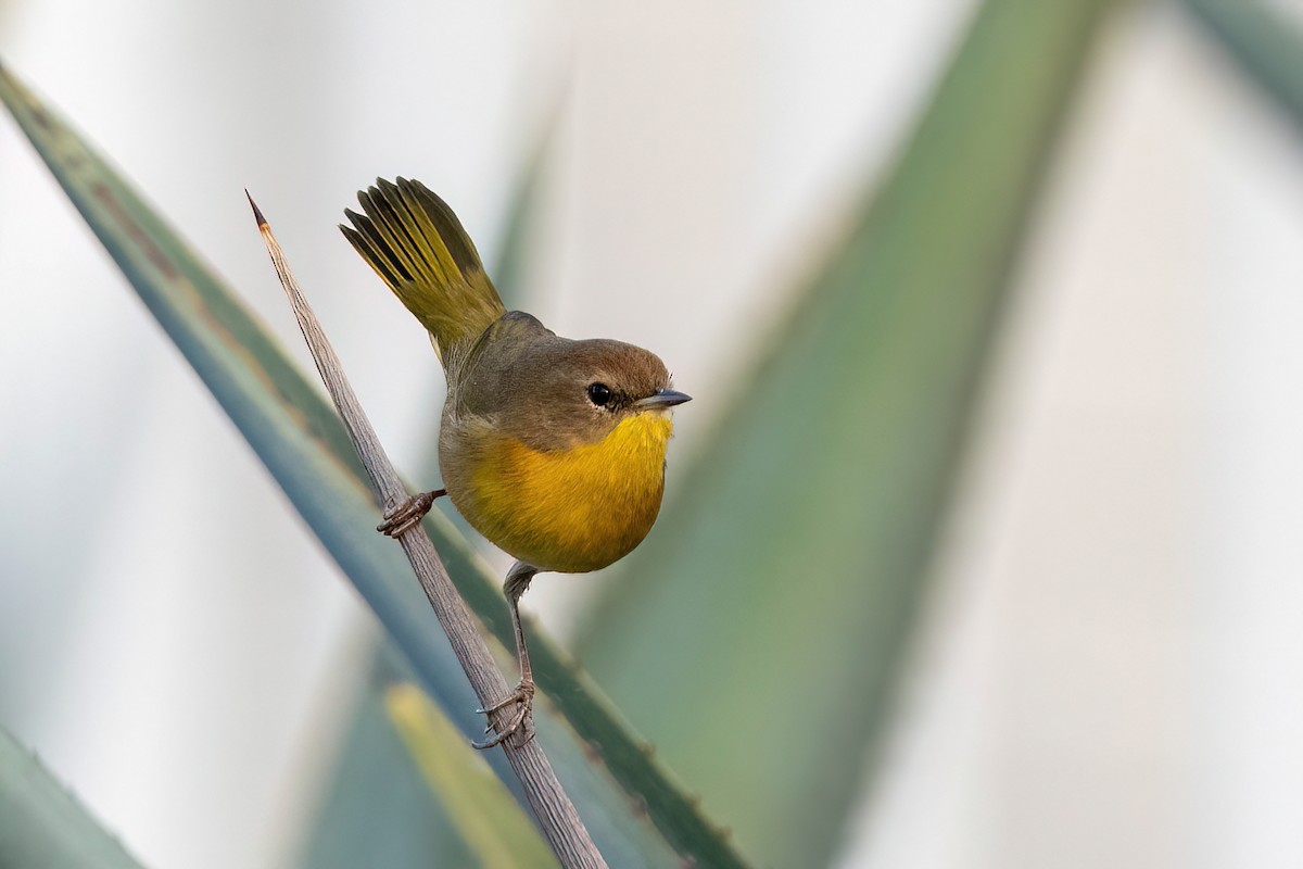 Common Yellowthroat - ML612367172