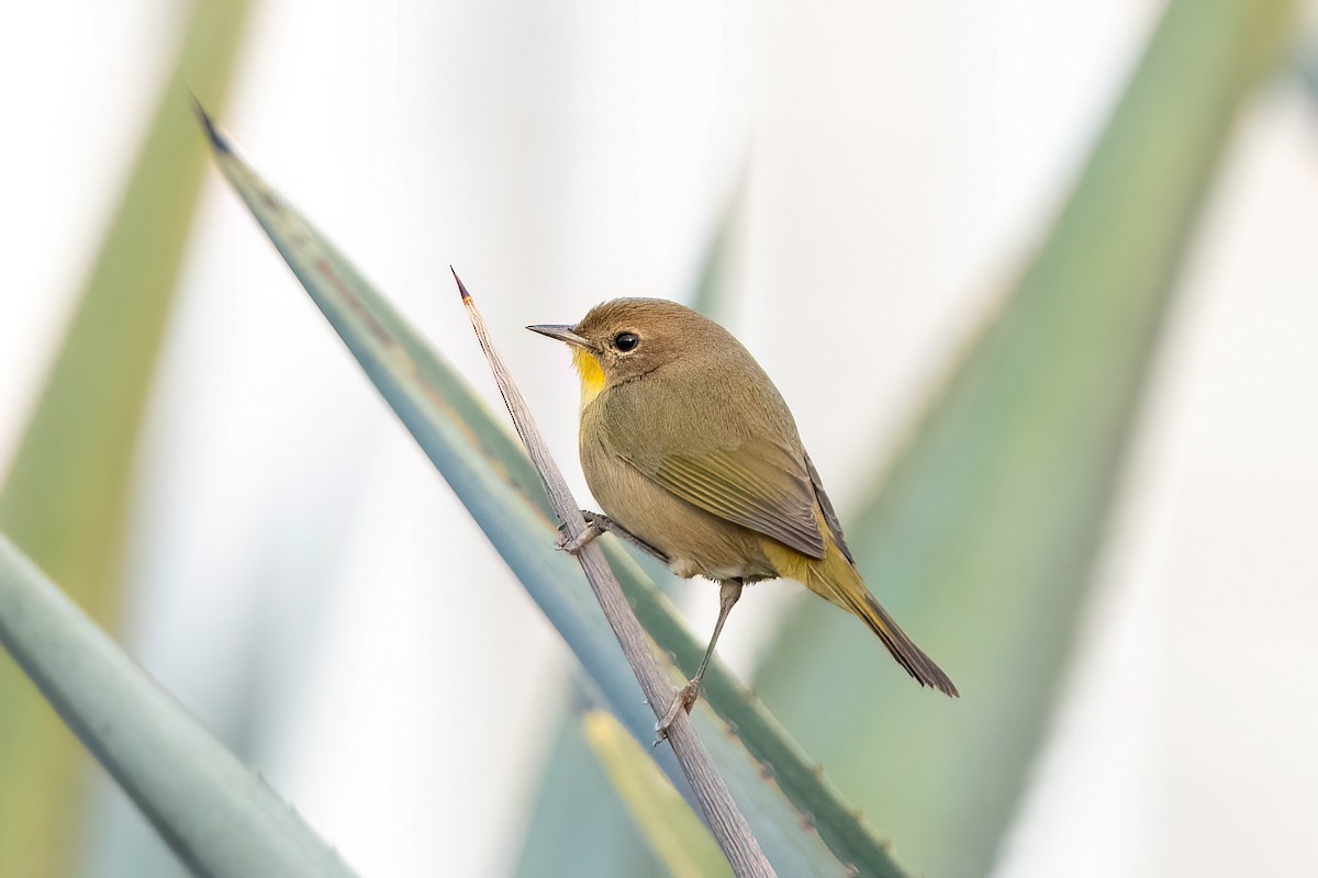 Common Yellowthroat - ML612367173