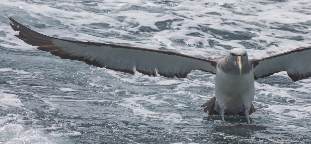 albatros snarský - ML612367211
