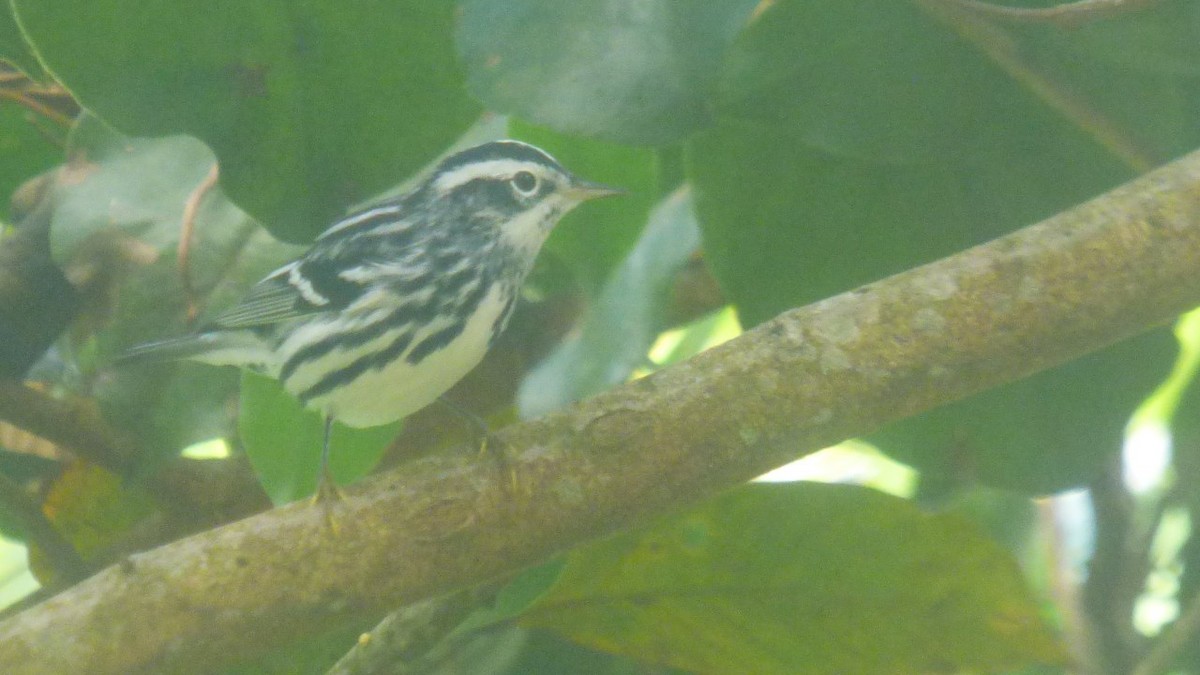 Black-and-white Warbler - ML612367297