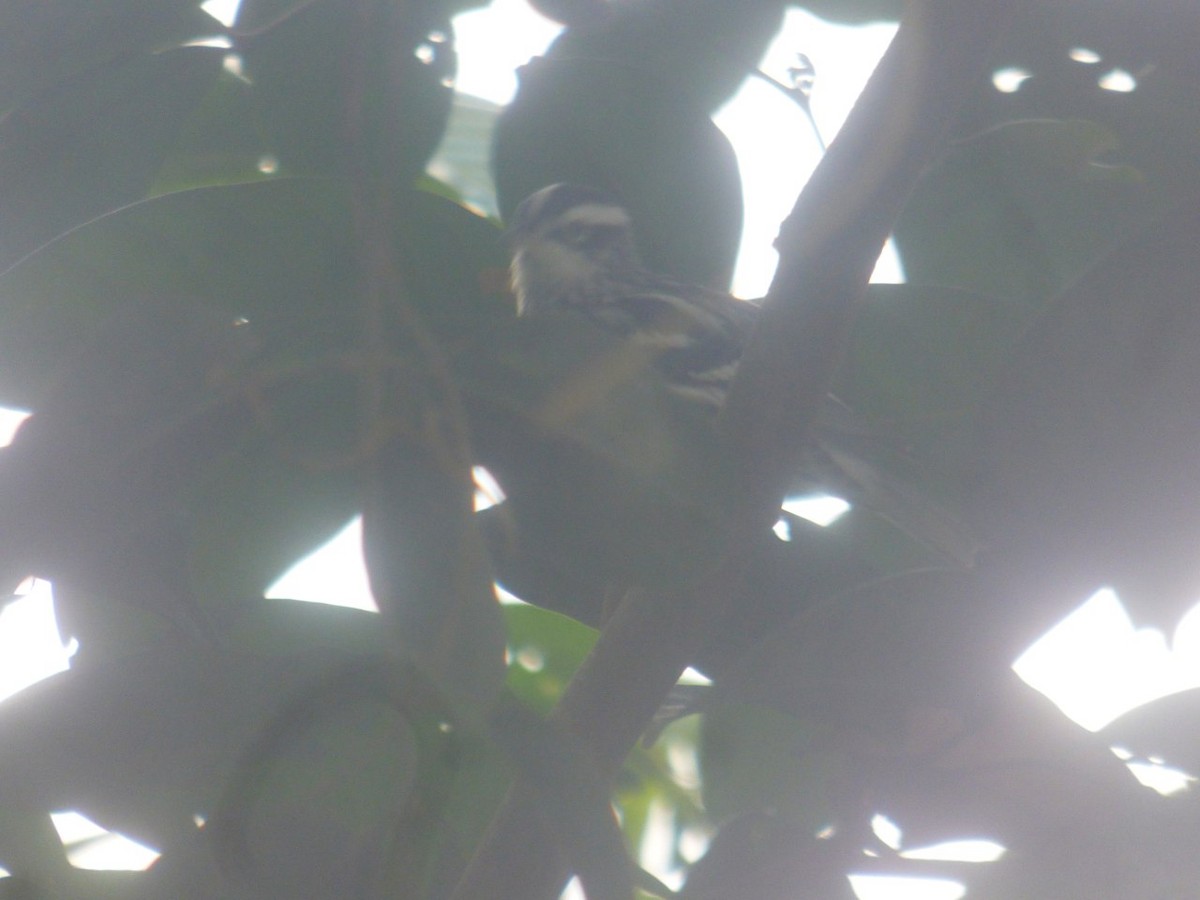 Black-and-white Warbler - ML612367298