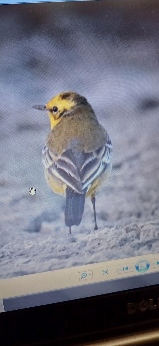 Western Yellow x Citrine Wagtail (hybrid) - ML612367333