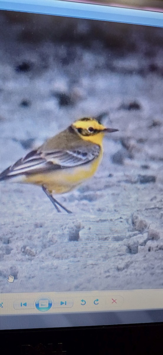 Western Yellow x Citrine Wagtail (hybrid) - ML612367334