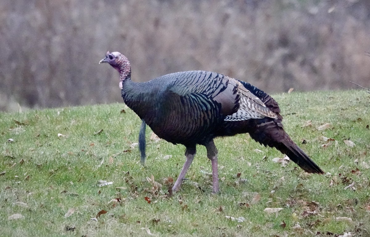 Wild Turkey - ML612367343