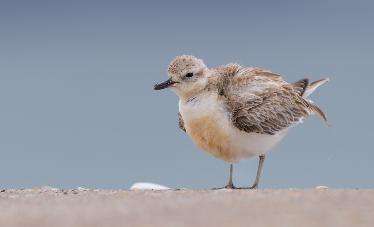 Red-breasted Dotterel - ML612367349