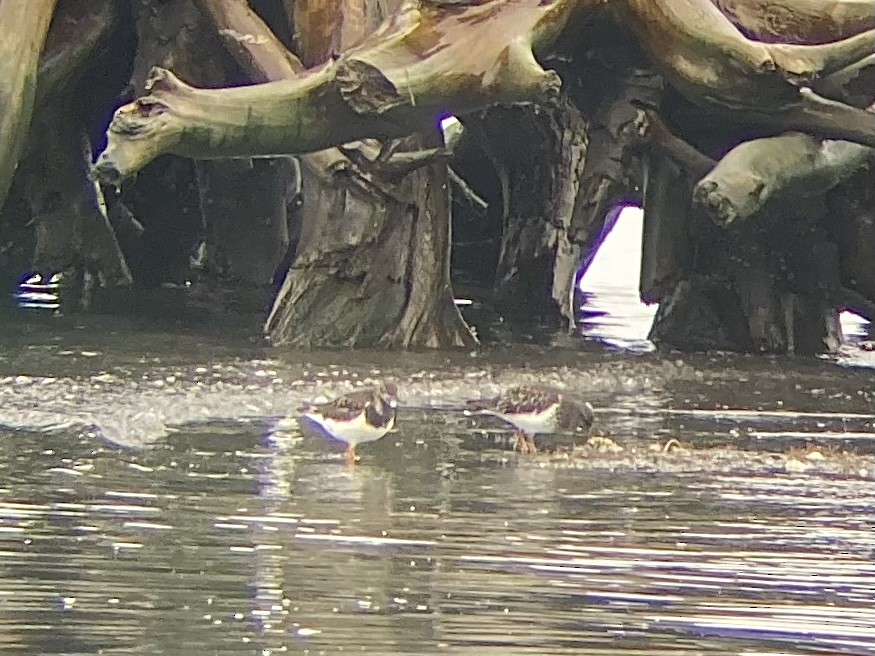 Ruddy Turnstone - ML612367385