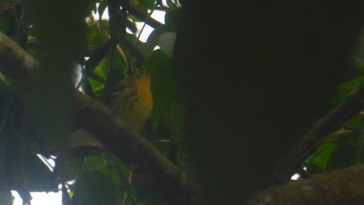 Blackburnian Warbler - ML612367457