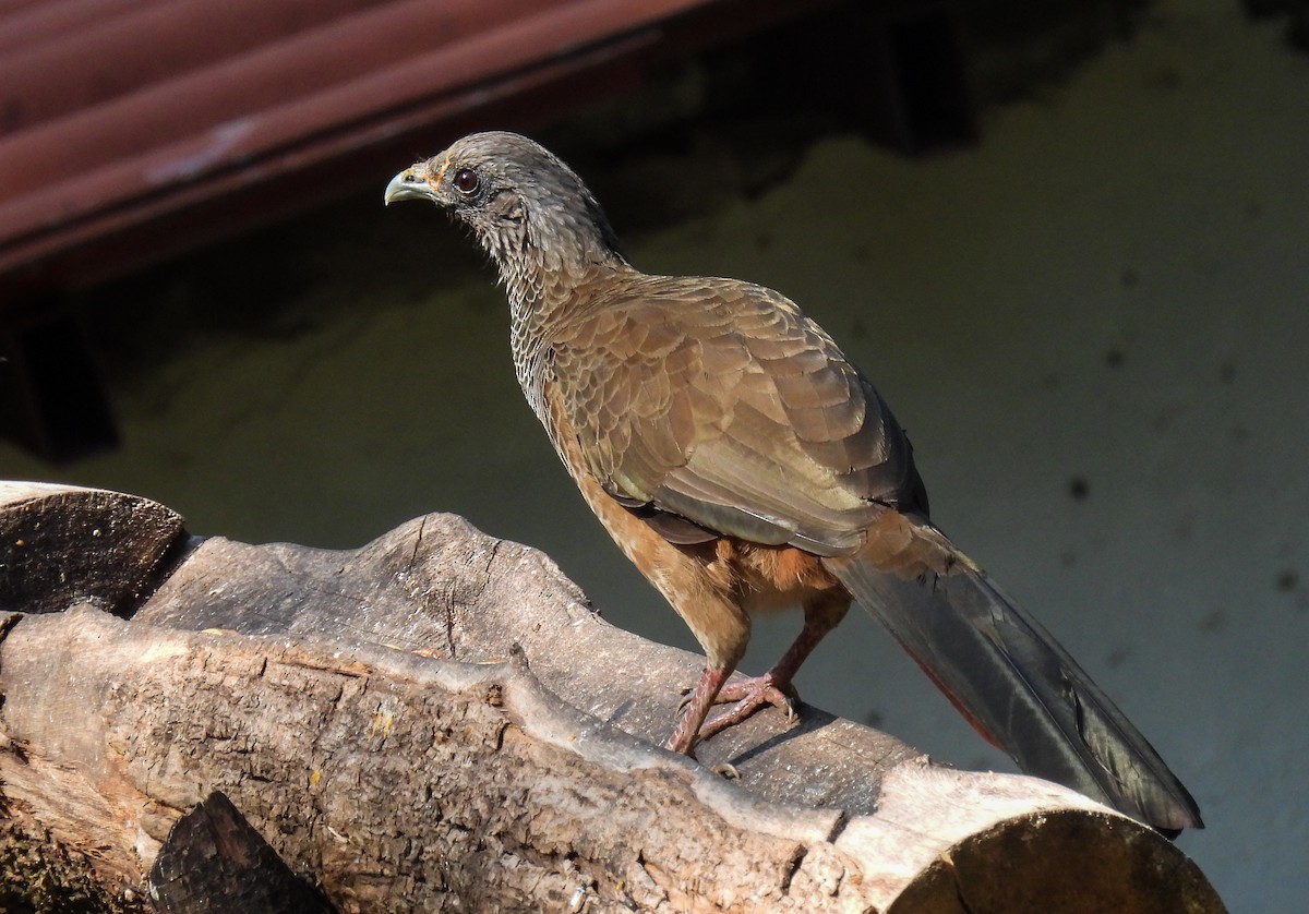 Chachalaca Colombiana - ML612367483