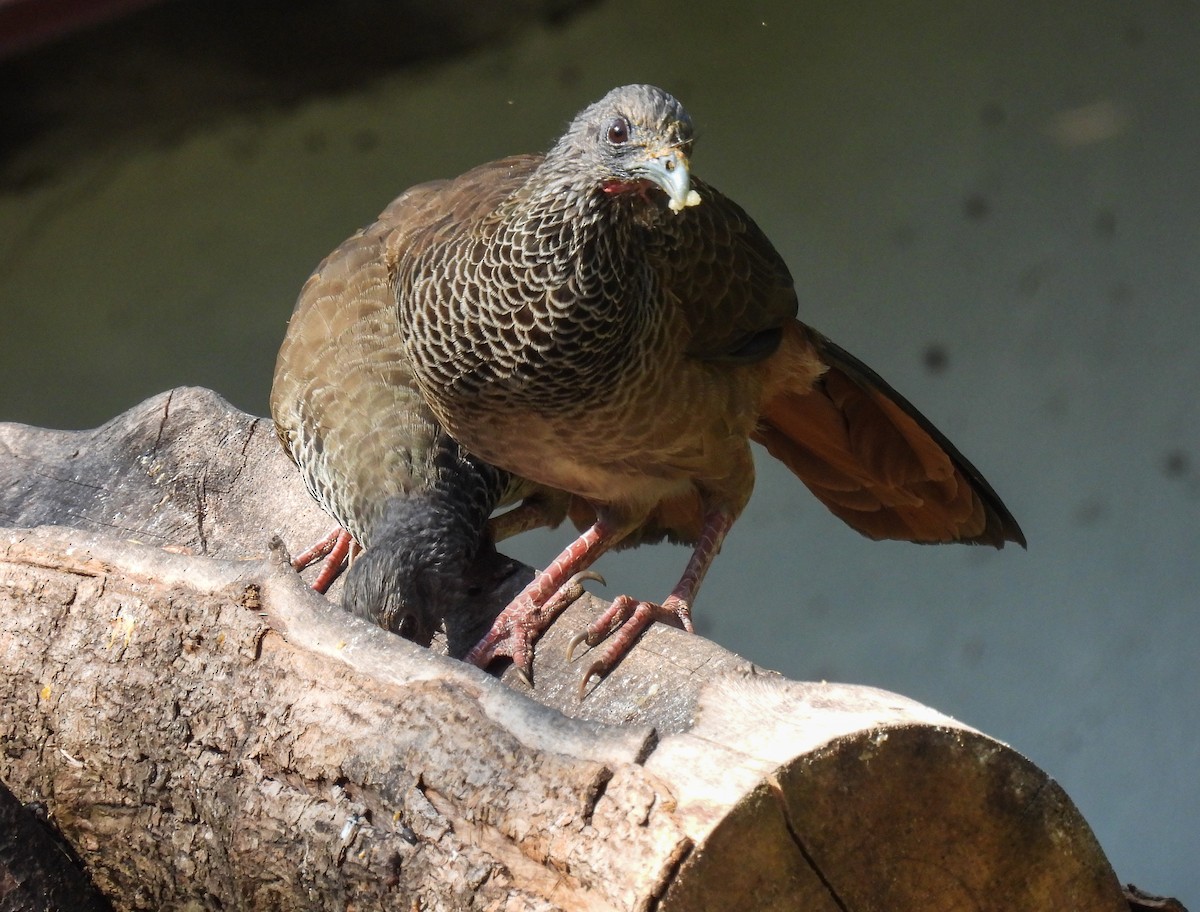 Colombian Chachalaca - ML612367484