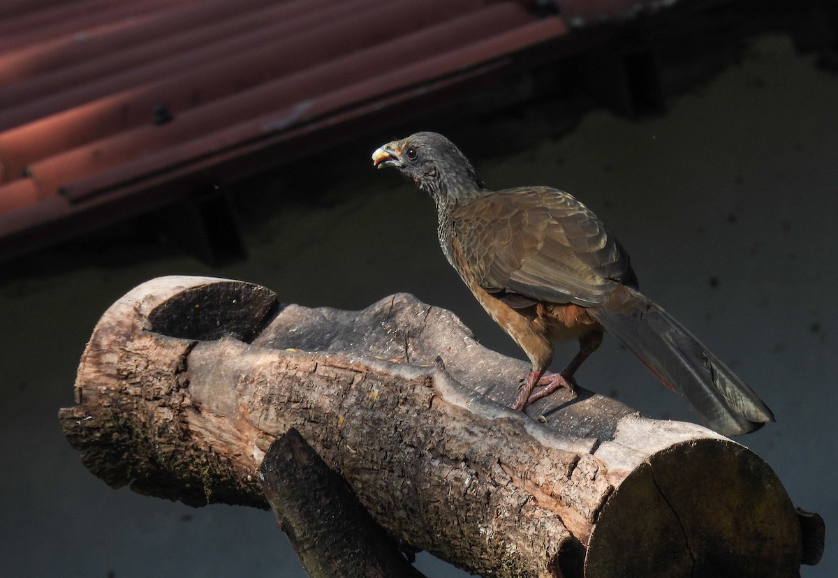 Colombian Chachalaca - ML612367485