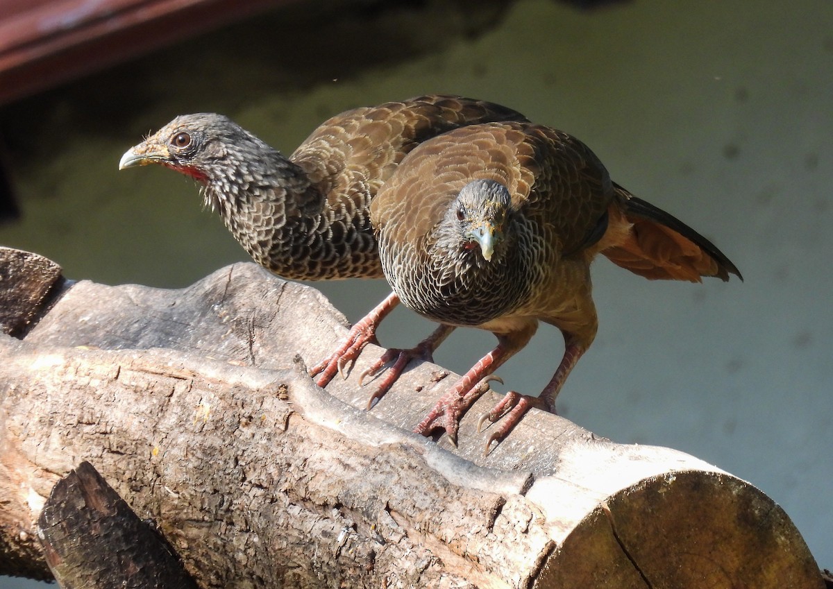 Colombian Chachalaca - Sara Gravatt-Wimsatt