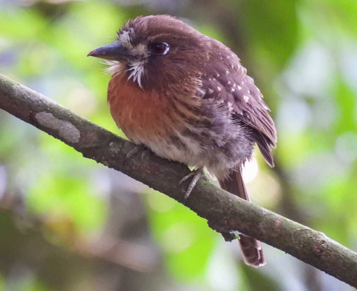 Moustached Puffbird - ML612367513