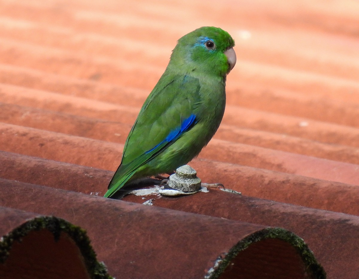 Очковый воробьиный попугайчик - ML612367520