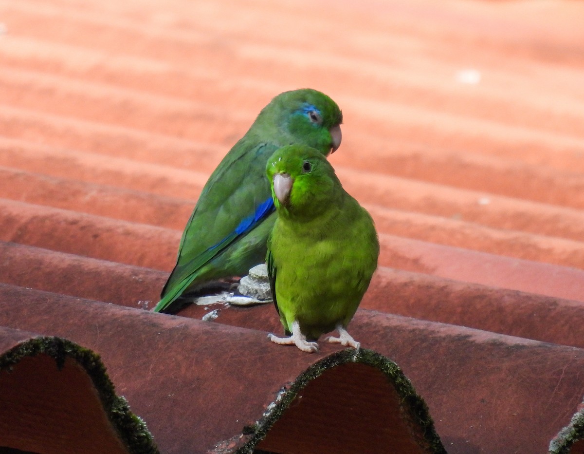 Очковый воробьиный попугайчик - ML612367521