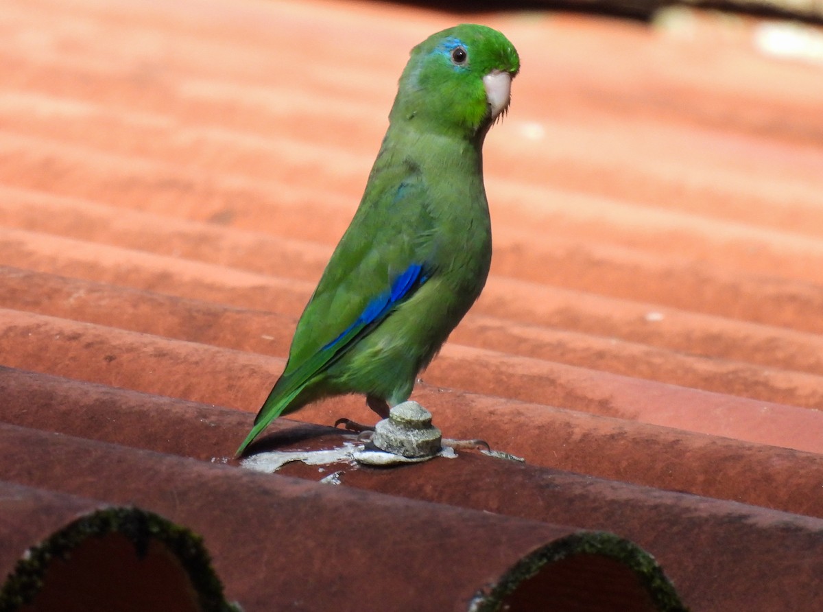 Очковый воробьиный попугайчик - ML612367522