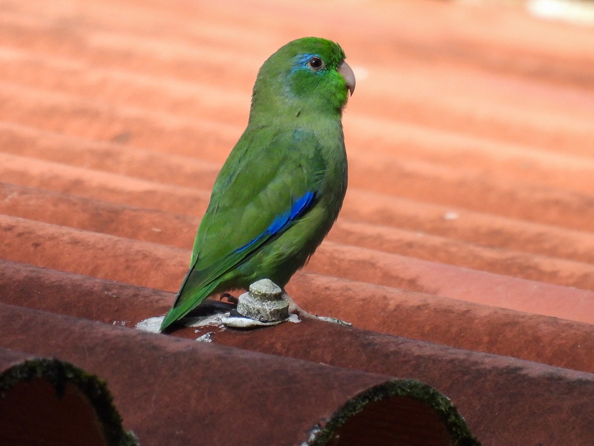 Очковый воробьиный попугайчик - ML612367523