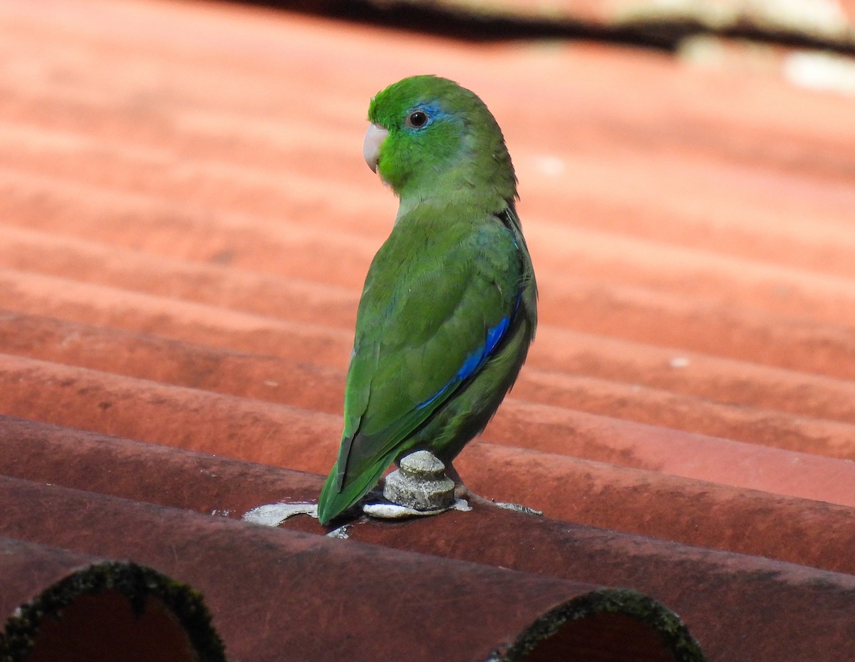 Spectacled Parrotlet - Sara Gravatt-Wimsatt