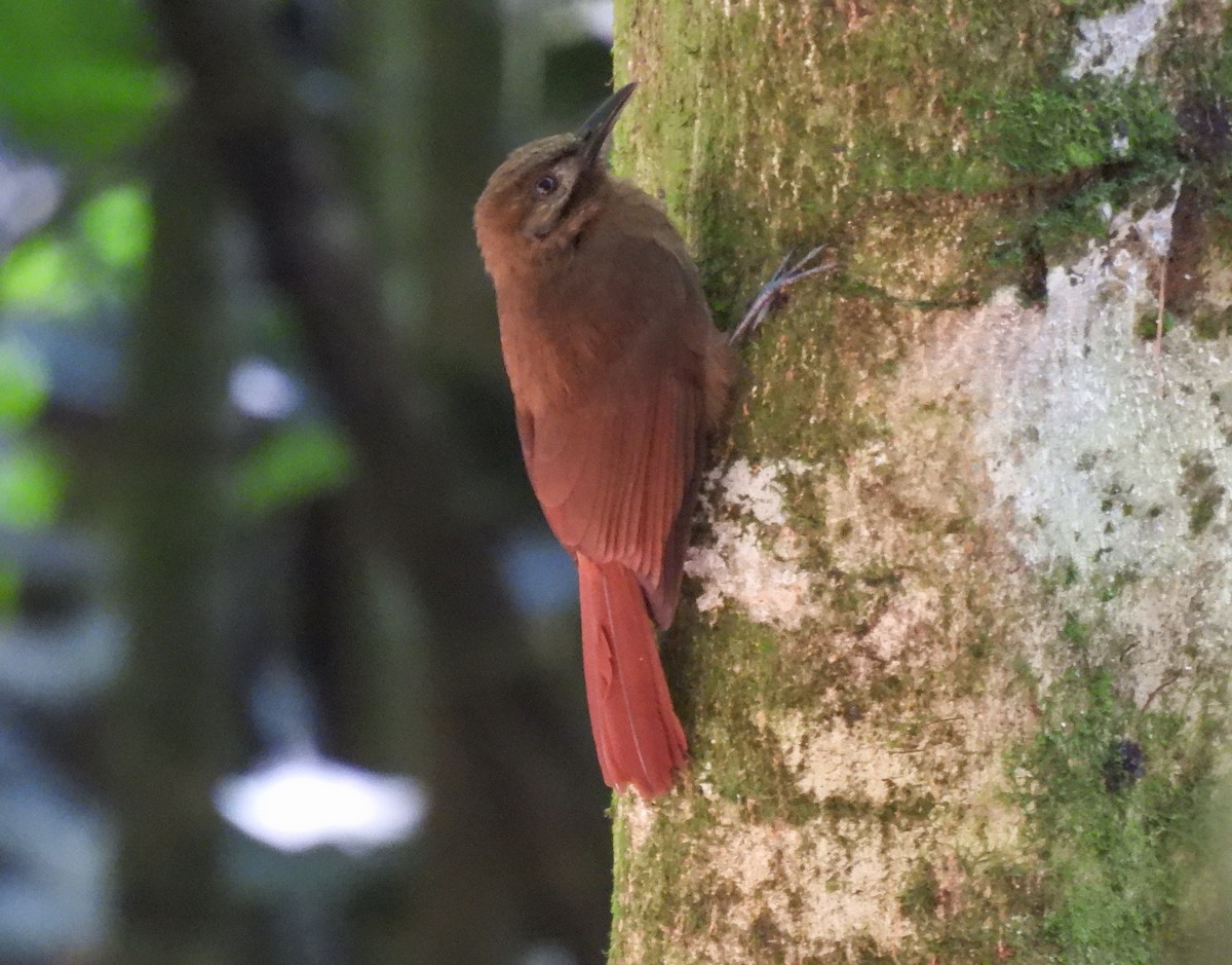 Plain-brown Woodcreeper - ML612367534