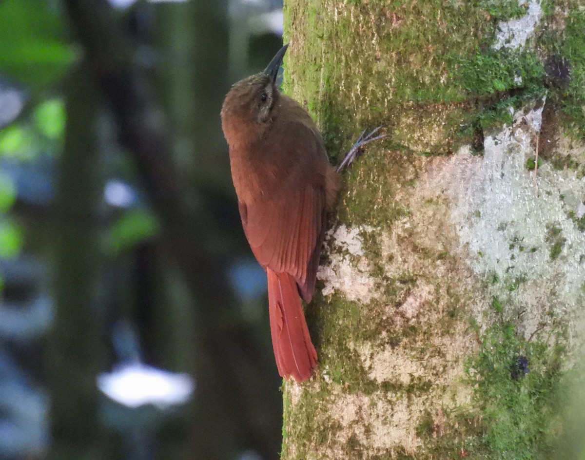 Plain-brown Woodcreeper - ML612367536