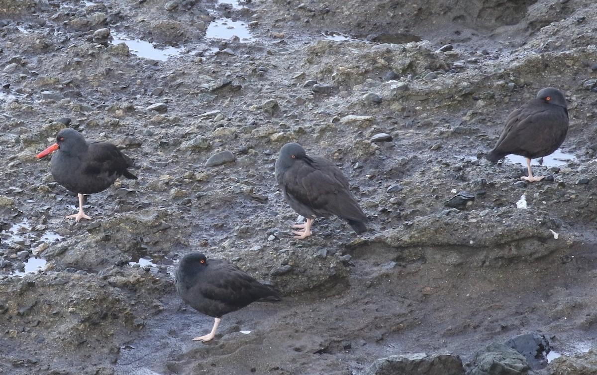 Black Oystercatcher - ML612367648