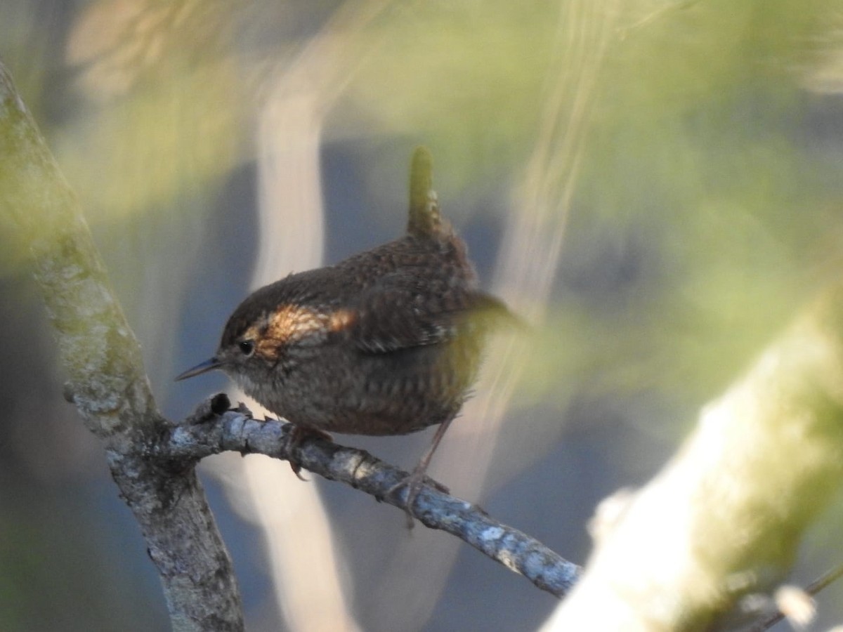 Winter Wren - ML612367713