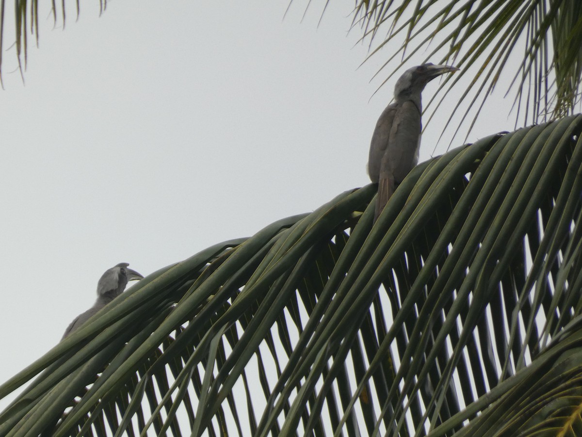 Indian Gray Hornbill - ML612367715