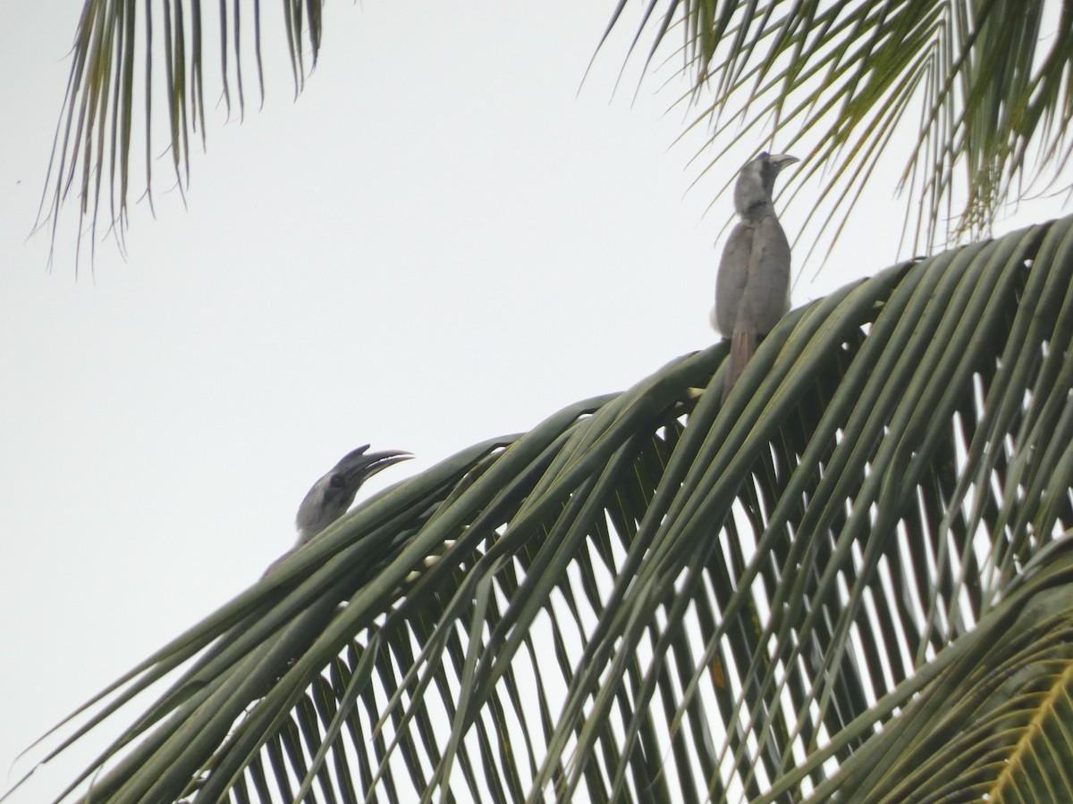 Indian Gray Hornbill - ML612367716